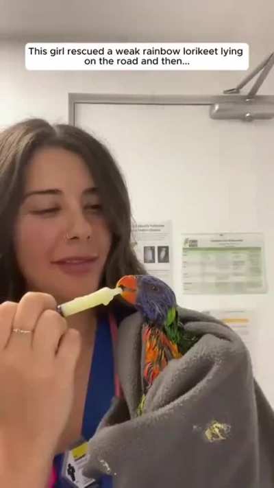 This girl is visited by the whole family of lorikeets for rescuing one of them.