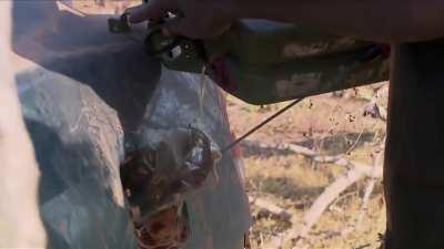 Aborigines men get a broken down car running using junk around them