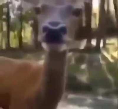 Damn they got my boy