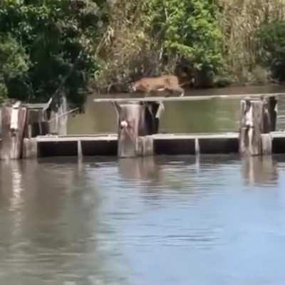 The Lynx's jumping to another level