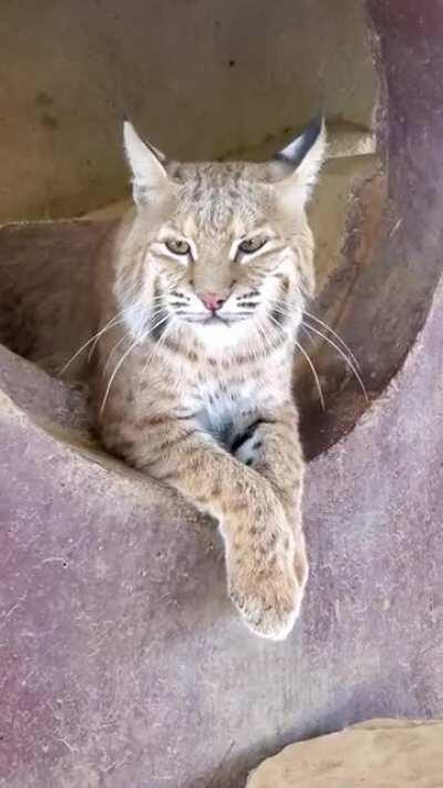 The cutest yawn noise!