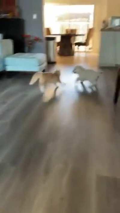 Baby dog and baby cat playing 😂🥰