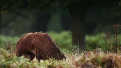🔥 A stag letting off some steam [OC]