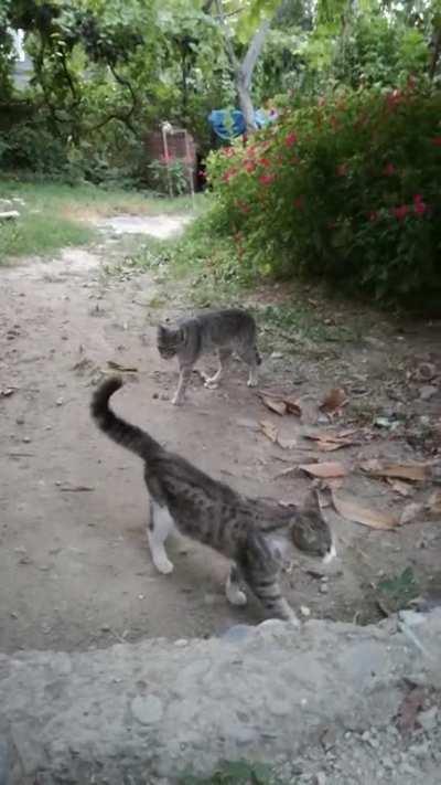 My wife sounds like a Seagull