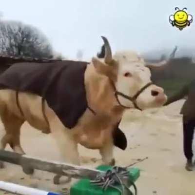 Cow thinks he's a showjumping horse
