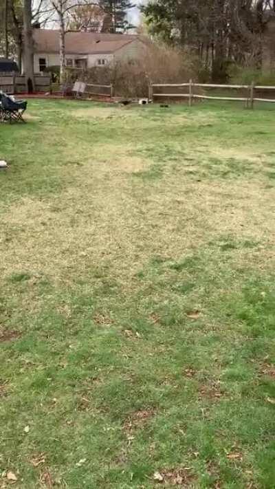 Beagles love chasing RC cars