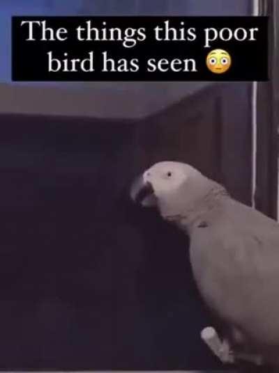Birb