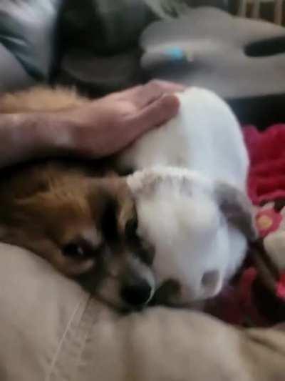 Best friends who share together, stay together. I only had one hand available (was eating with the other) so they snuggled so they both can get attention.