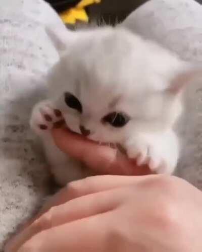 yes officer, this cat right here