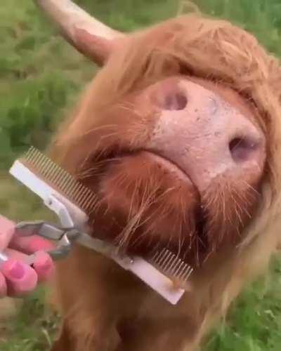 Fearghal’s favourite pastime? Getting his neck scratched 🥰 I think it’s fair to say the Mullaghderg Highlanders have a good life 😎