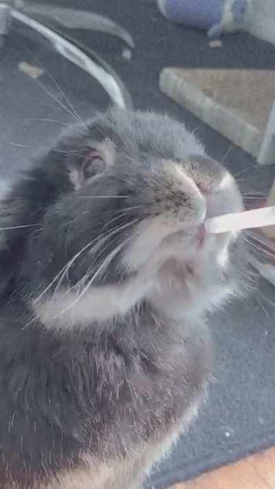 Some bunny tongue for yall!