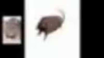 Rat eats cheese next to spinning rat while the entire song: freebird by lynyrd skynyrd plays. Also the video broke