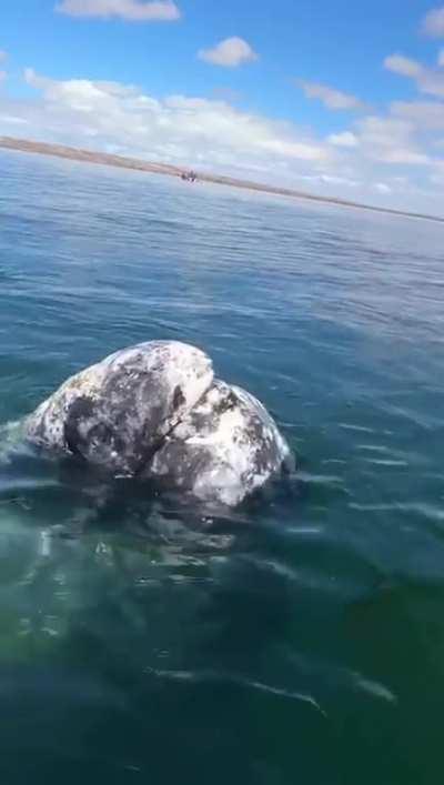 This whale has built up years of trust with this boat captain at the calving lagoon of Ojo de Liebre to remove lice from it’s head.