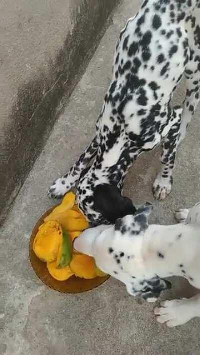 Meus dogs chupando manga pra acalmar as tensões geopolíticas