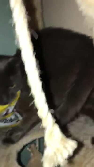 My brother sent me a video of his cat stealing the entire bag of temptations treats and I have no words