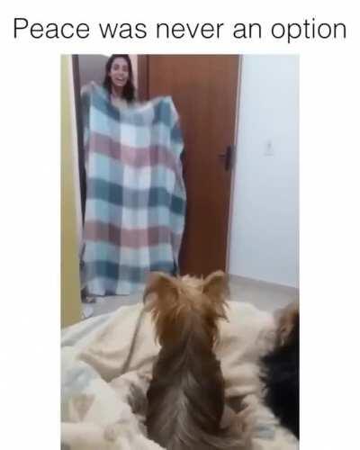 To trick dogs