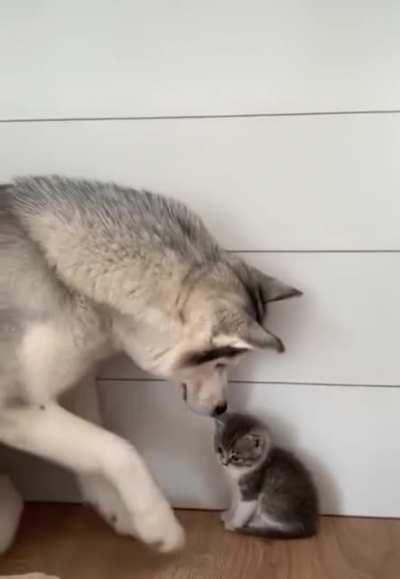 The way the Moon Moon shows love to the kitten.