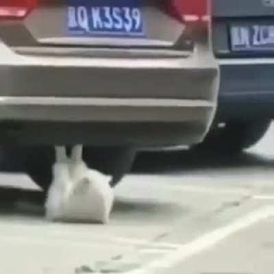 THIS IS A FUCKING JOJO'S REFERENCE?!