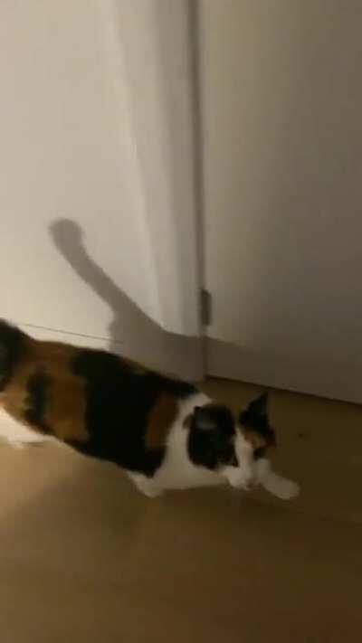 It seems that my housemate actually adopted a fire engine...