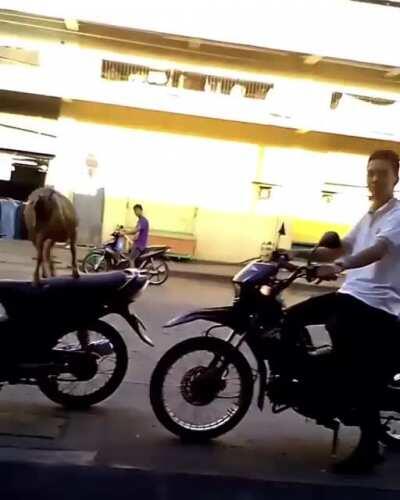 My two favourite hobbies. Smoke weed and rescue abandoned dogs