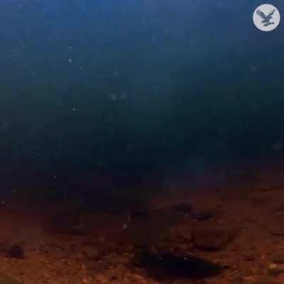 Underwater view of an Osprey nabbing his meal.
