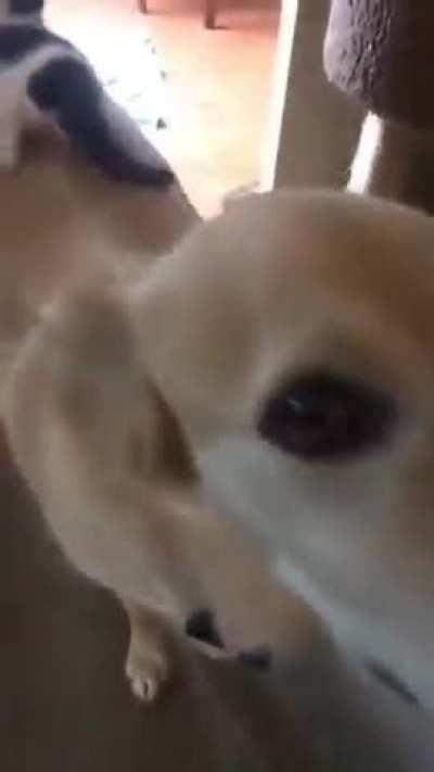 The cat is so used to sitting on his back from a very young age.