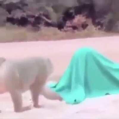 Literalmente si posteo algo que no sea un mono o algo lgtb en este Reddit nunca consigo upvotes