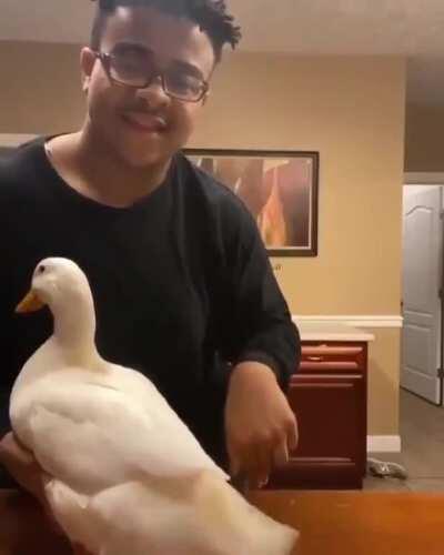 Adorable duck steals the show