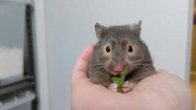 Meet my little sweet potato, Haleth!