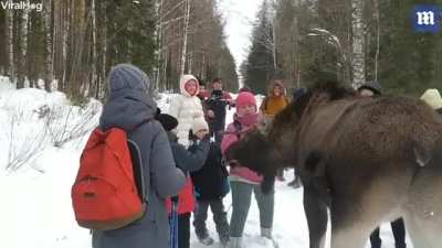 To pet a moose