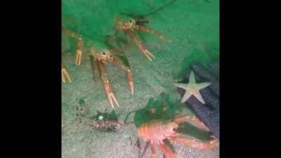 Un día normal de buseo 