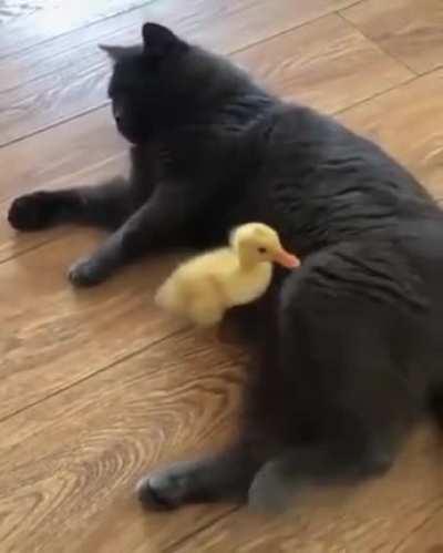 No ducky
