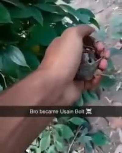 Bro thought he was the biggest bird...