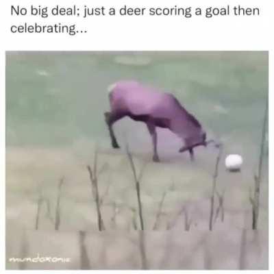 You go deer!