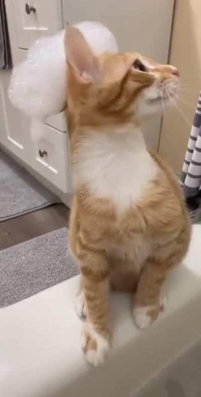 Cat or a Founding Father?