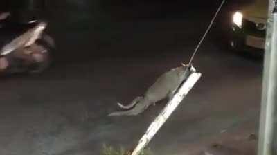 Ajuda ele tadinho :(