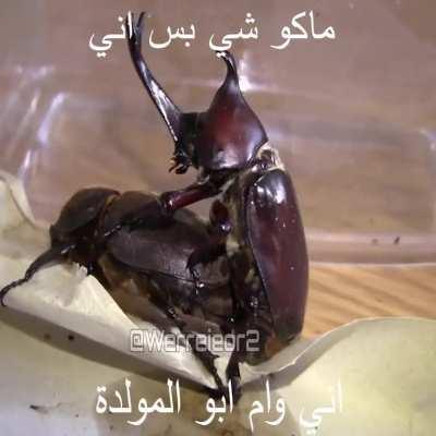 هعهعهعهعهعهع