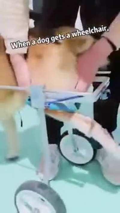 Peliditos Bomnitos OwO