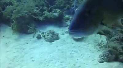 Что будет, если разбить яйцо под водой