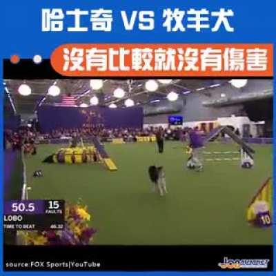 哈士奇与牧羊犬 ，没有比较就没有伤害