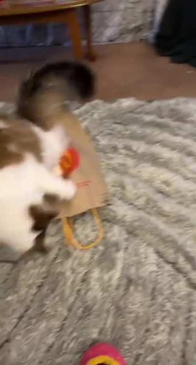 Morning 2 and sundae decided to do a quick greeble check of my McDonalds bag. She did a slight pat down of the rug, per her usual ritual with rugs.