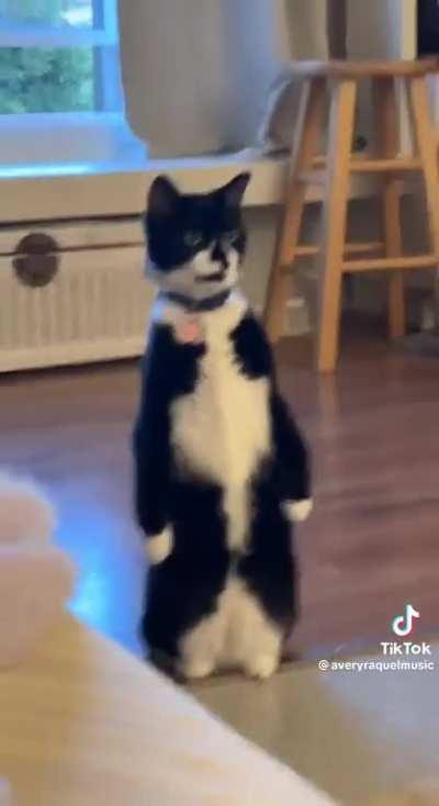 Cat.