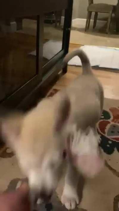 Bohemian Rhaphusky. (Sound on)