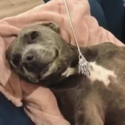 The life of a scratcher