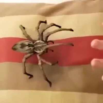 Cute and fuzzy is cute and fuzzy 🤷‍♀️