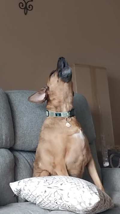 Lily loves the tornado siren test. Misty doesn't know wtf is going on.