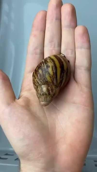 First and second frames: forbidden candy coated chocolate