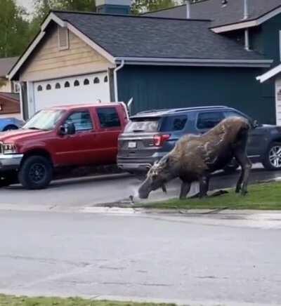 🔥 A moose enjoying a shower