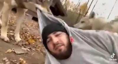 С волками жить....