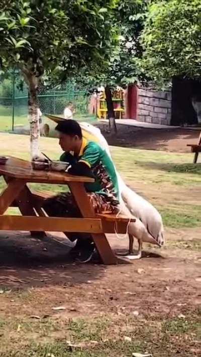 Just can't eat in peace!